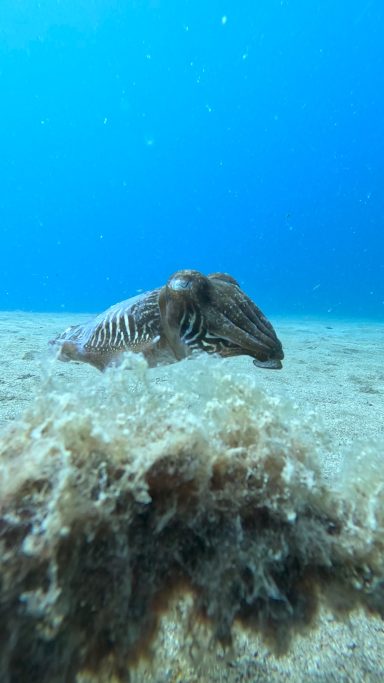 Buceo -"Buceo en Lanzarote: Descubre los sitios con nuestro centro